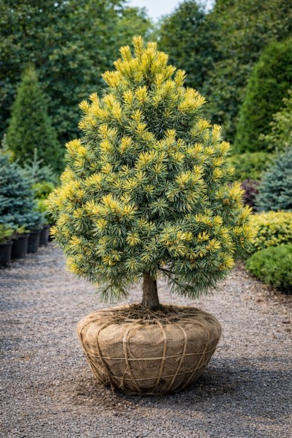 Сосна Веймутова Пасіфік Санрайз рослина з комом